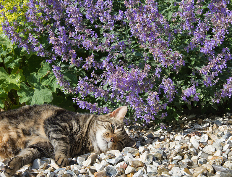 Catmint Guide How to Plant, Grow & Care for “Nepeta”