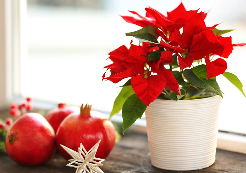 Guide to Poinsettia How to Grow & Care for “Euphorbia Pulcherrima”