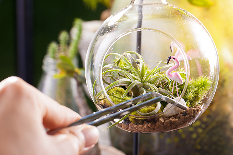 Air Plants Guide How to Grow & Care for "Tillandsia"
