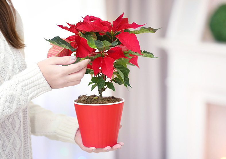 Poinsettia Guide How to Grow & Care for “Euphorbia Pulcherrima”
