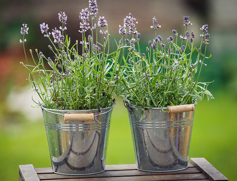 Our 30 Best Indoor Plants Easy to Care for House Plants Guide