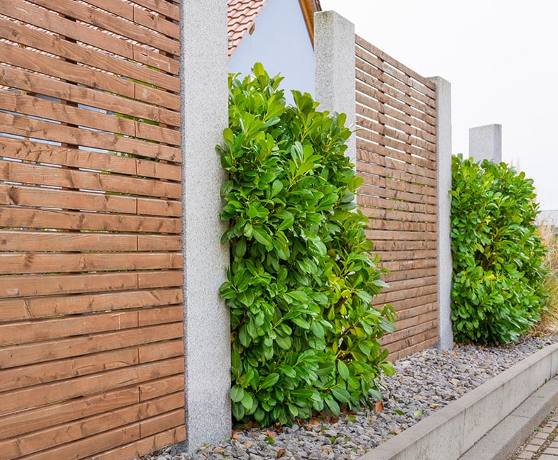 Guide to Cherry Laurel How to Grow & Care for “Prunus Laurocerasus”