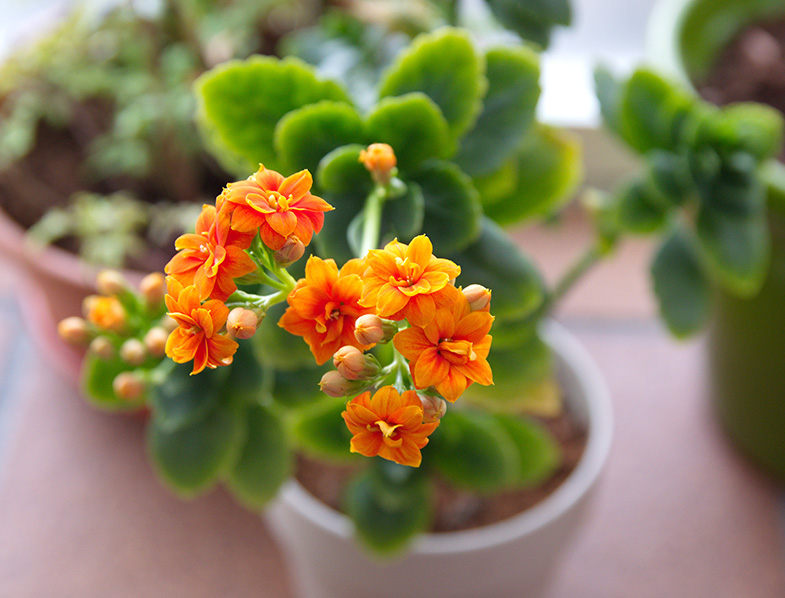 Guide to Kalanchoe Plants How to Grow & Care for Them