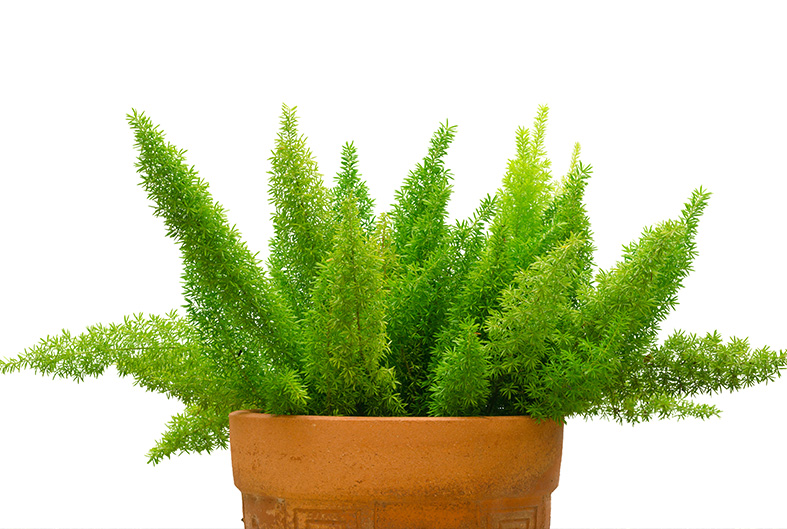 Asparagus Fern Guide How to Grow & Care for “Asparagus Aethiopicus”