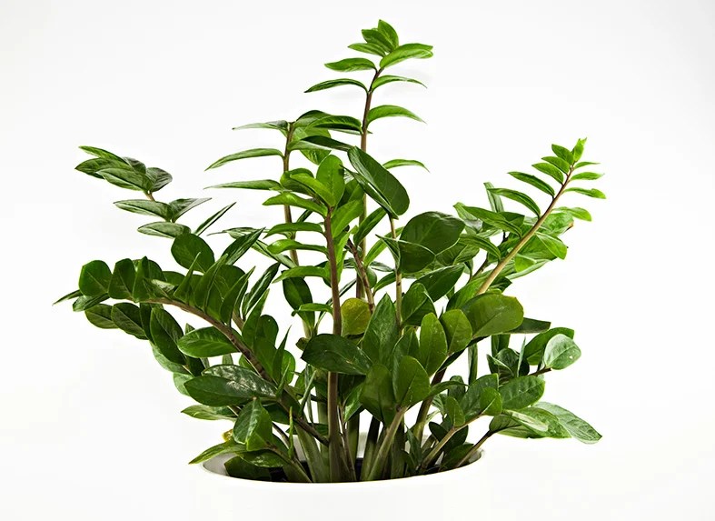 ZZ Plants Guide How to Grow & Care for "Zamioculcas zamiifolia"