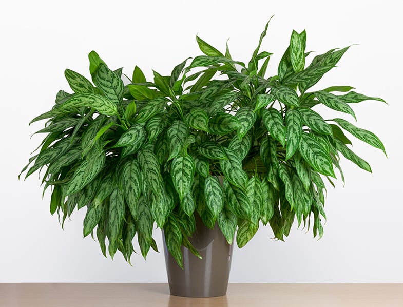 Chinese Evergreen Plant Guide How to Grow & Care For "Aglaonema"