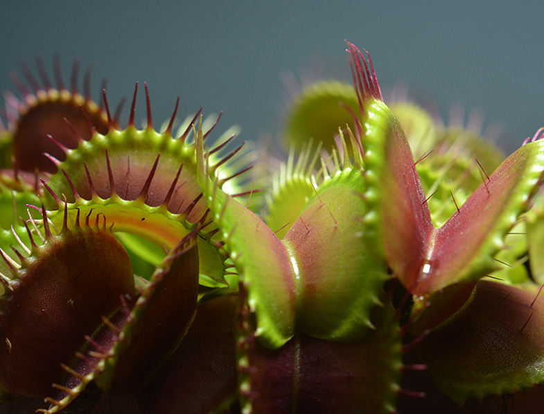 Guide to Venus Fly Trap How to Grow & Care for “Dionaea Muscipula”