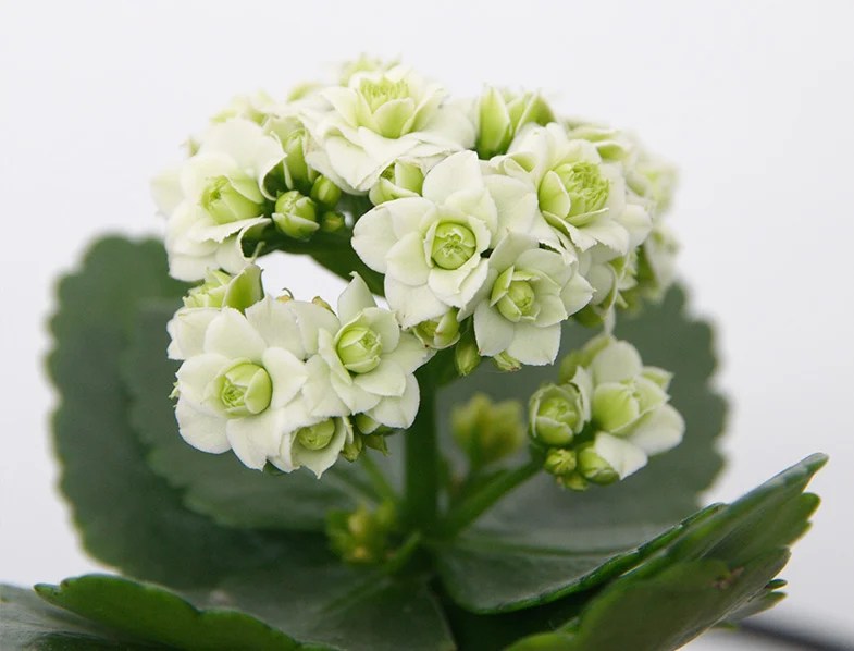 Guide to Kalanchoe Plants How to Grow & Care for Them
