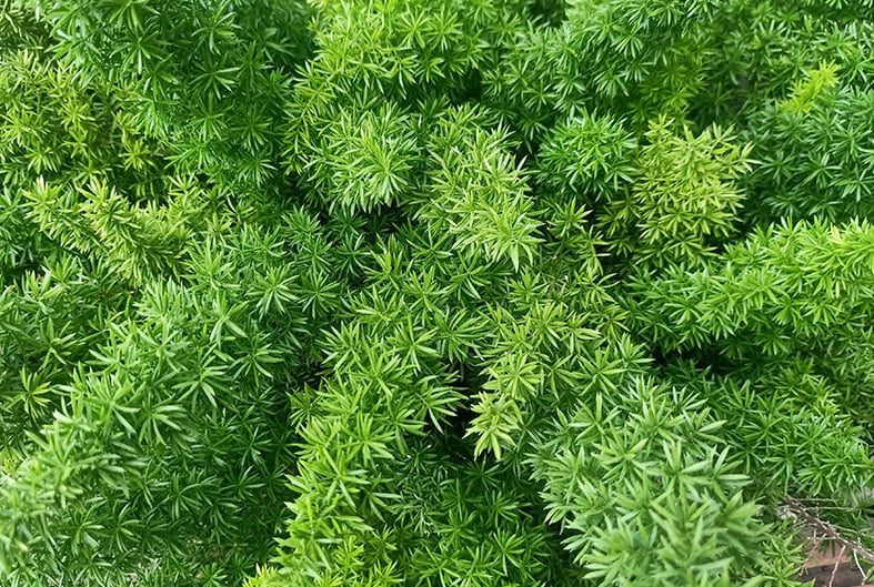 Asparagus Fern Guide How to Grow & Care for “Asparagus Aethiopicus”