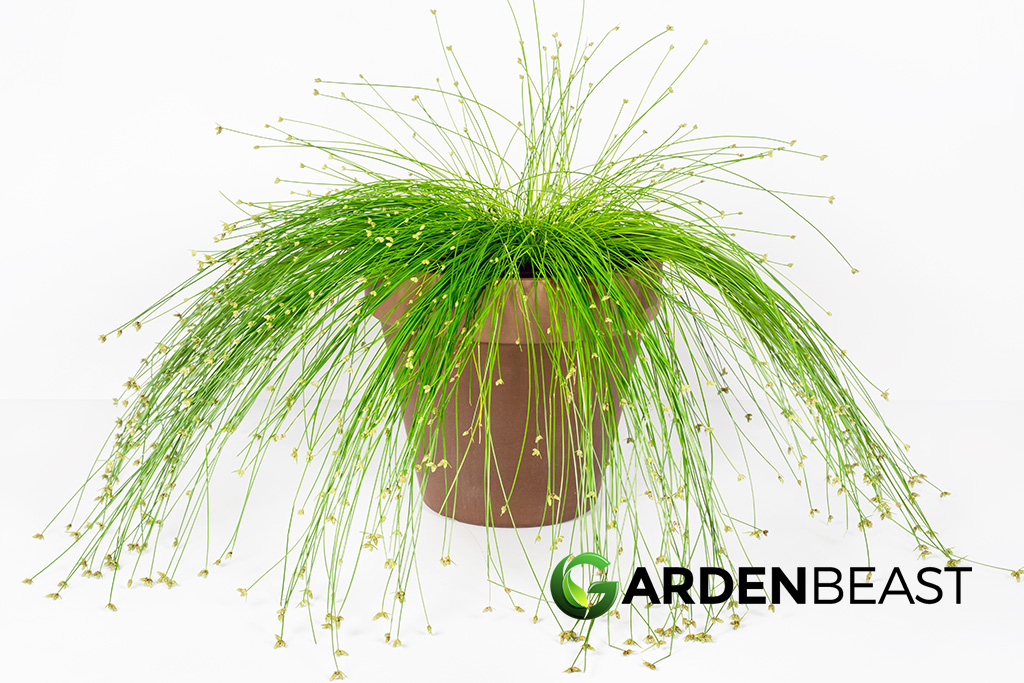 Fiber Optic Grass Guide How to Grow & Care for “Isolepis Cernua”