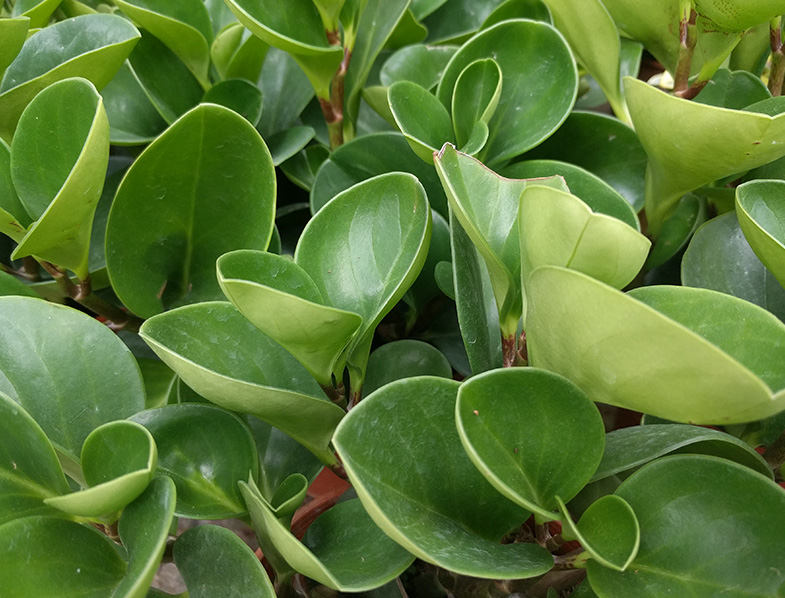 Peperomia Obtusifolia Guide How to Grow & Care for "Baby Rubber Plants"