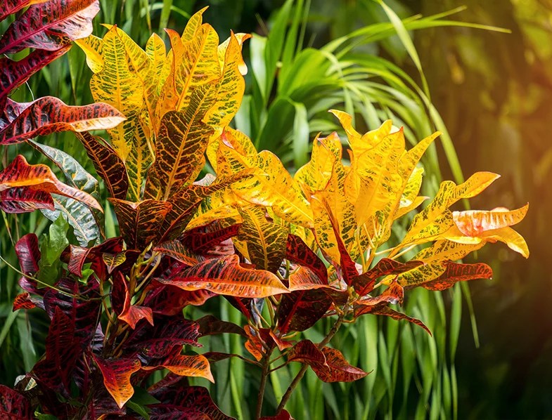 Croton Plant Guide How to Grow & Care for “Codiaeum Variegatum”