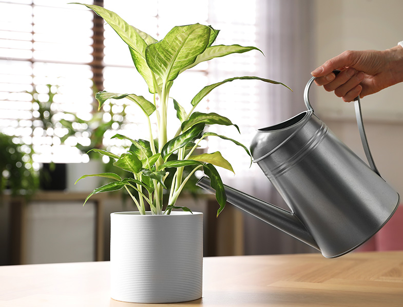Dumb Cane Guide How to Grow & Care for “Dieffenbachia”