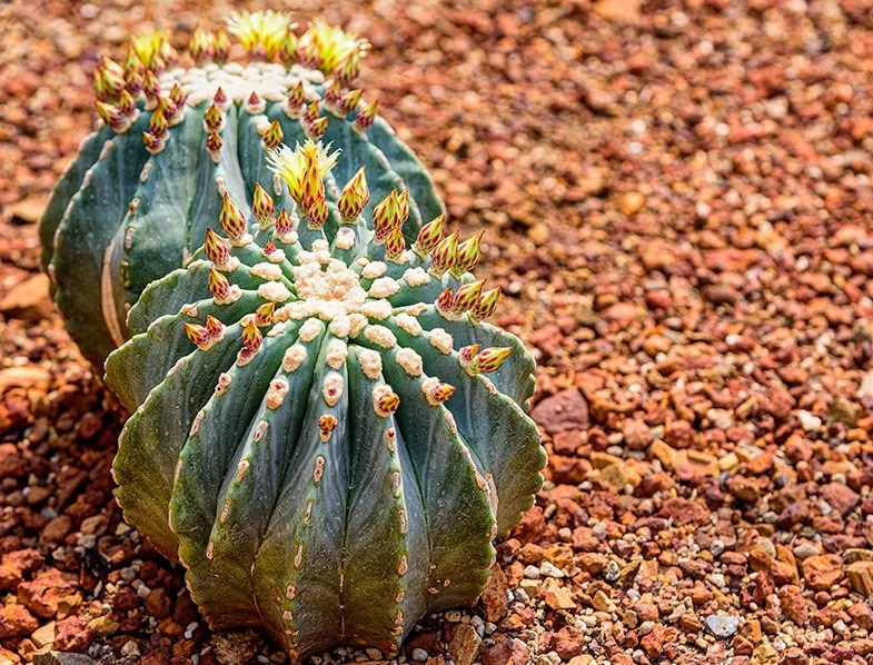 Blue Barrel Cactus Guide How to Care for “Ferocactus Glaucescens”