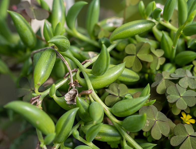 String of Bananas Guide How to Grow & Care for “Senecio Radicans”