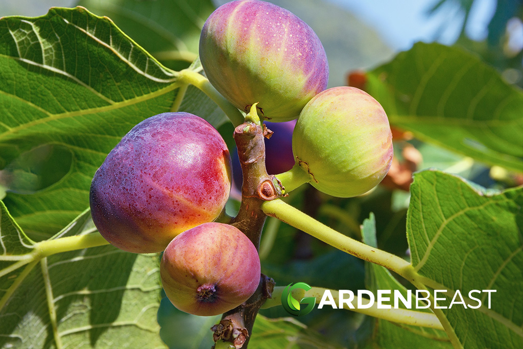 Common Fig Guide How to Grow & Care for “Ficus Carica”