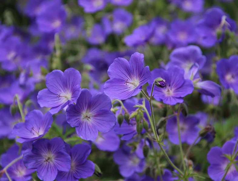 Hardy Geranium Guide How to Grow & Care for “Cranesbill Geraniums”