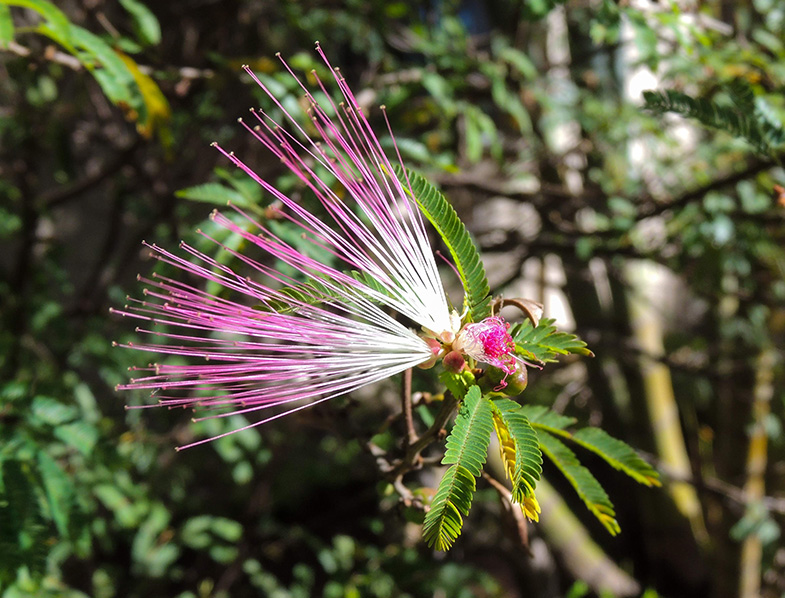 Fairy Duster Guide How to Grow & Care for "Calliandra Eriophylla"