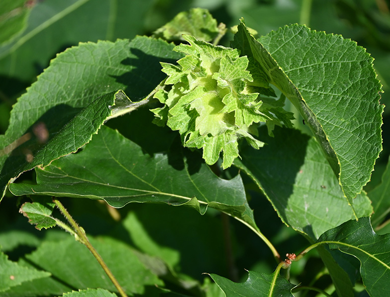 American Hazelnut Guide How to Grow & Care for “Corylus Americana”