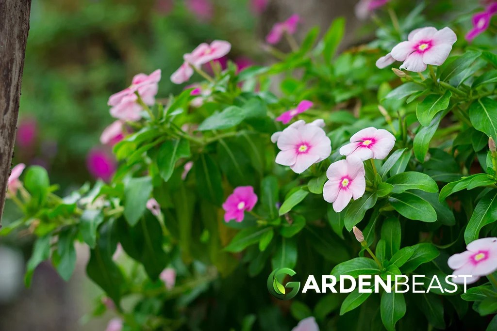 Catharanthus Roseus Guide How to Care for “Madagascar Periwinkle”