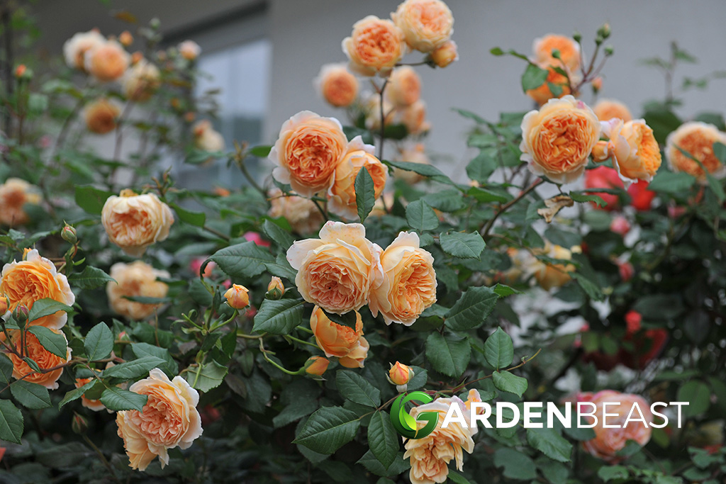 English Rose Guide How to Grow & Care for "David Austen" Roses