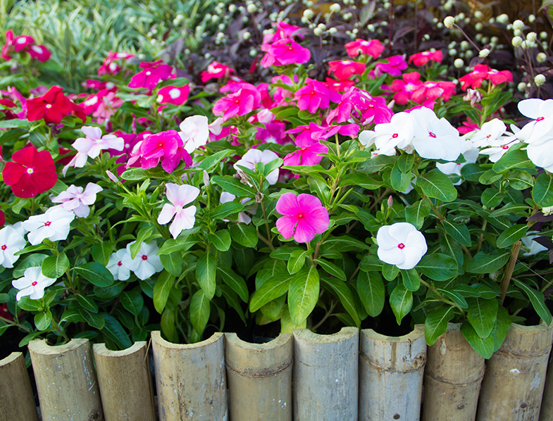 Catharanthus Roseus Guide How to Care for “Madagascar Periwinkle”