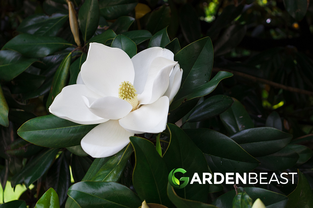 Magnolia Grandiflora Guide How to Grow & Care for “Southern Magnolia”