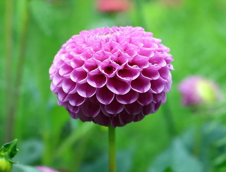 Dahlia Guide How to Grow & Care for These Beautiful Flowers