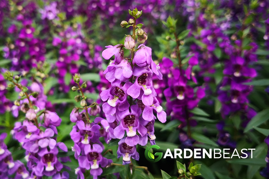Angelonia Angustifolia Guide How to Care for “Summer Snapdragon”