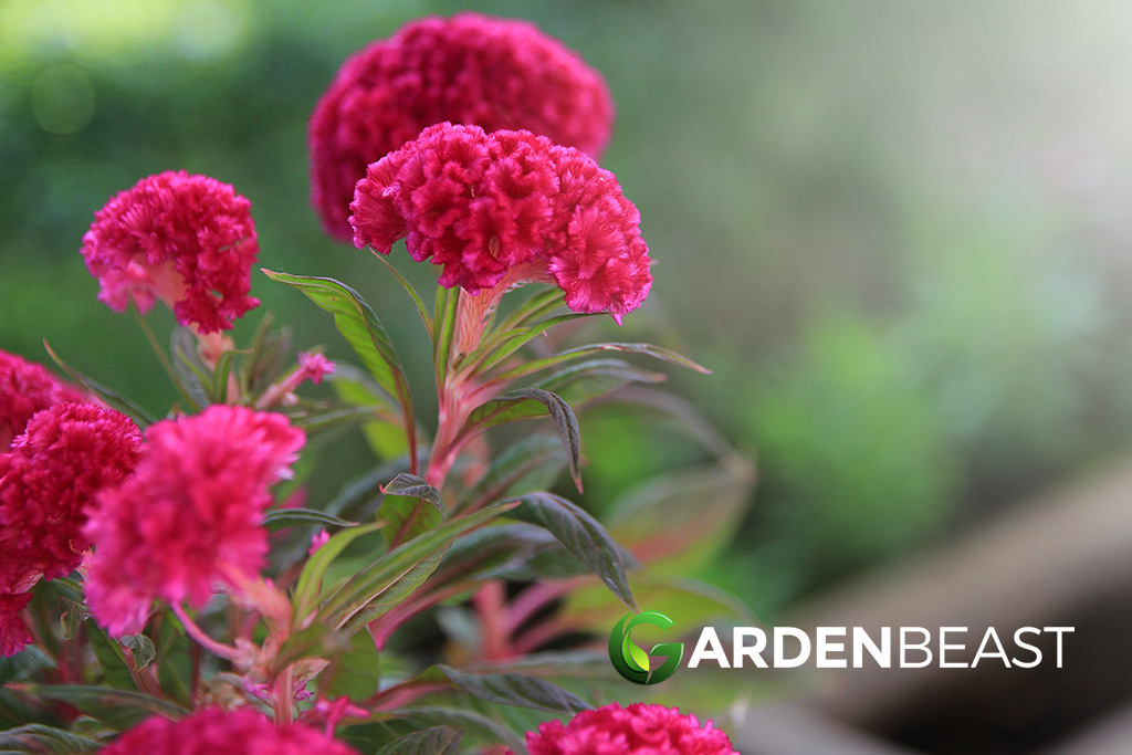 Guide How to Grow & Care for “Celosia Cristata”