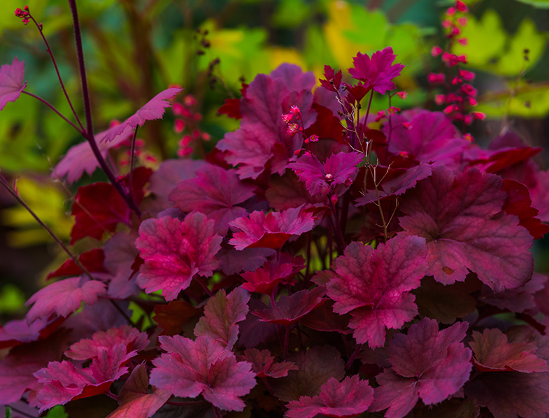 Heuchera Guide How to Grow & Care for “Coral Bells”