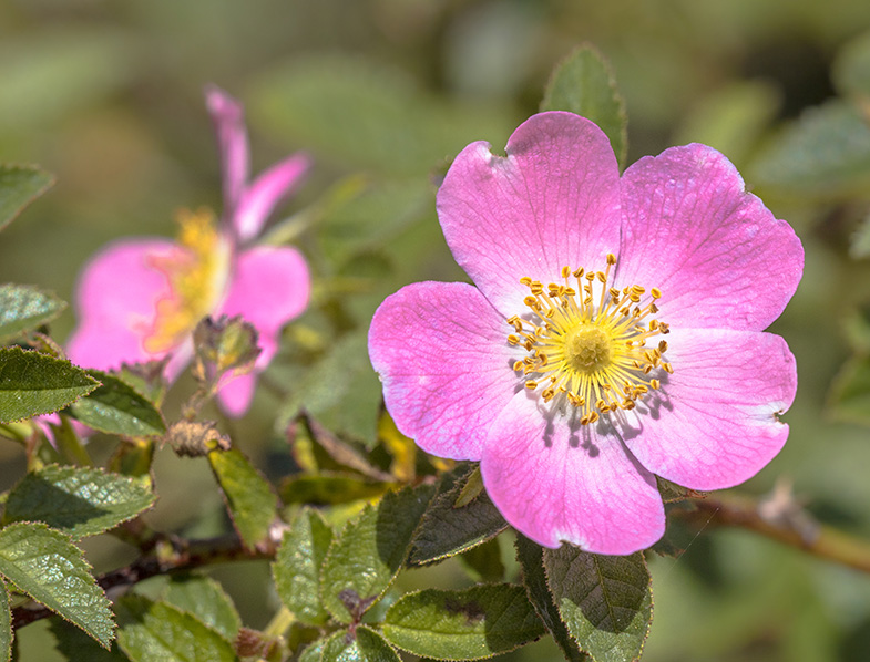 When Should You Plant A Dog Rose