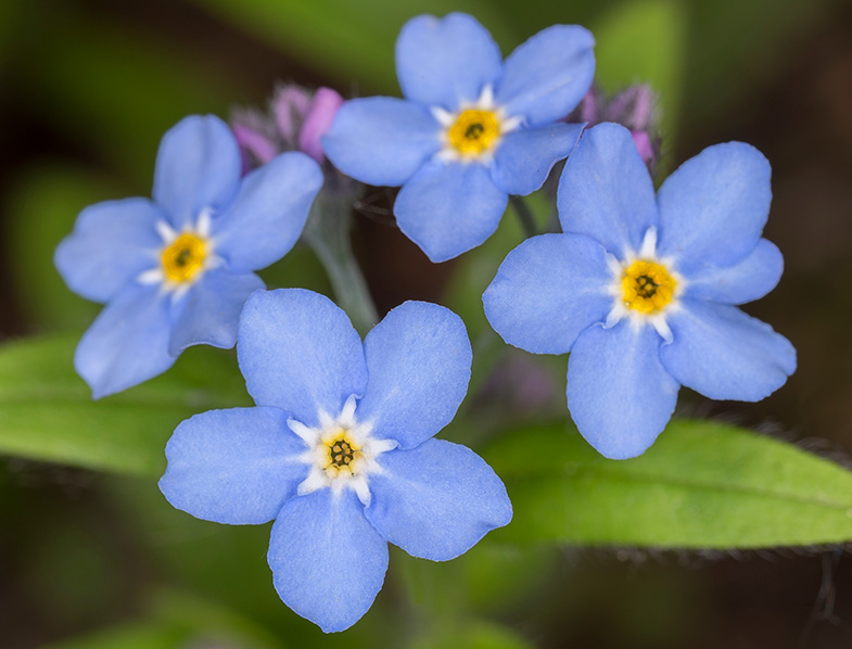 True Forget-Me-Not