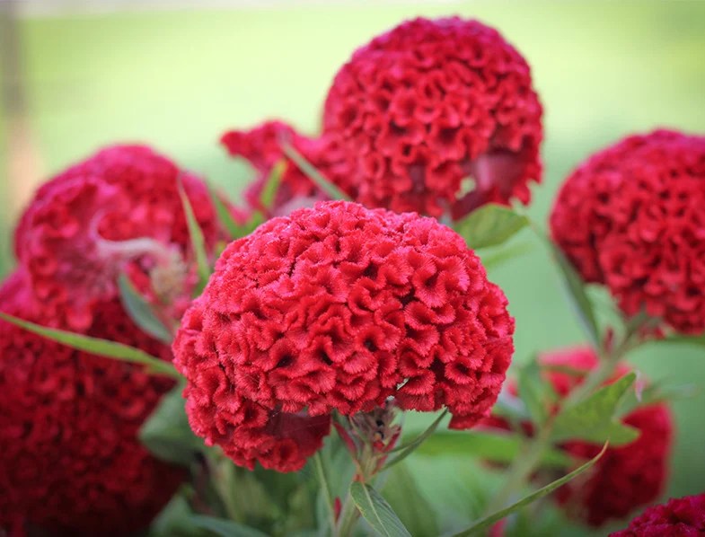 Cockscomb Guide: How to Grow & Care for “Celosia Cristata”