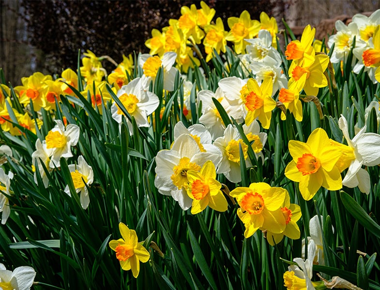 Daffodils Guide How to Grow & Care for “Narcissus” Flowers