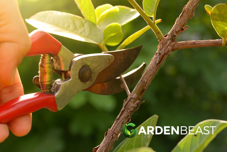 Best Pruning Shears Reviews 2024 Complete Buyer's Guide