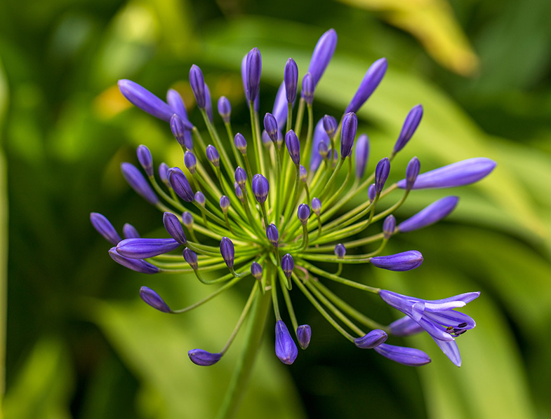 Agapanthus Guide How to Grow & Care for “African Lily”