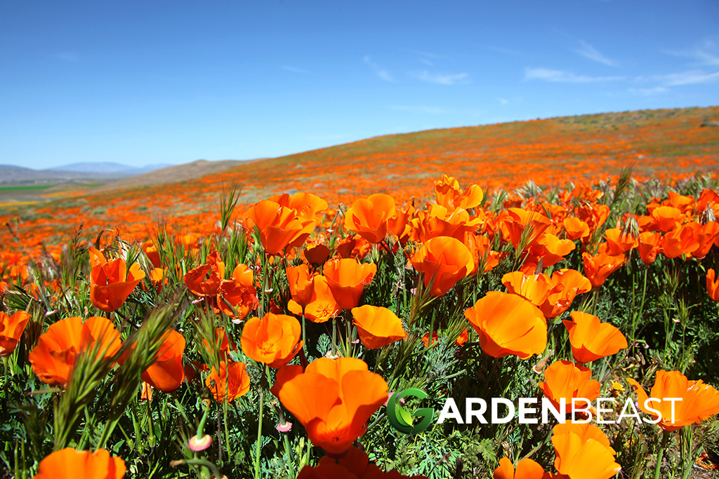 California Poppy Guide How to Grow & Care for “Eschscholzia Californica”