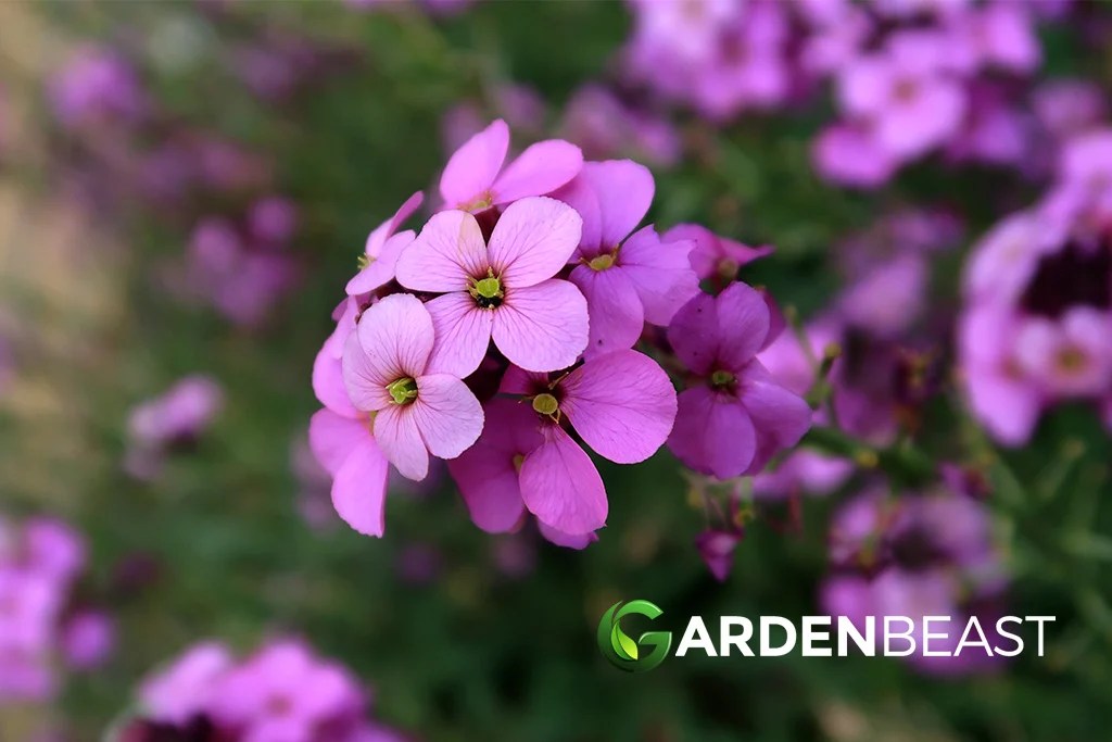 Erysimum Guide How to Grow & Care for “Wallflower”