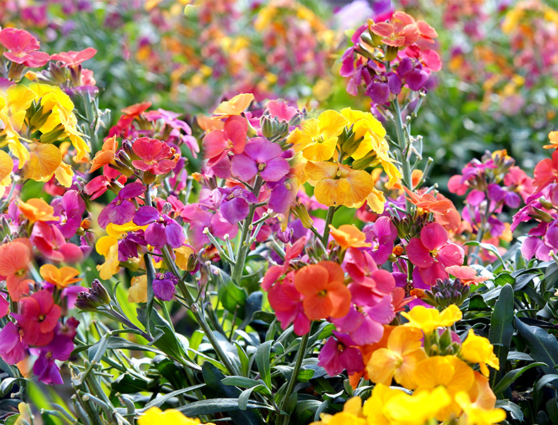 Erysimum Guide How to Grow & Care for “Wallflower”