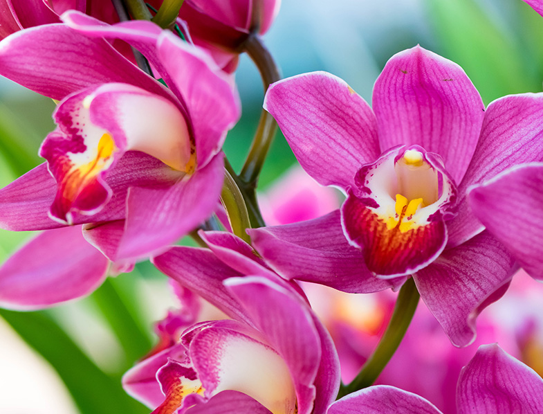 Orchids Guide How to Grow & Care for “Orchidaceae”