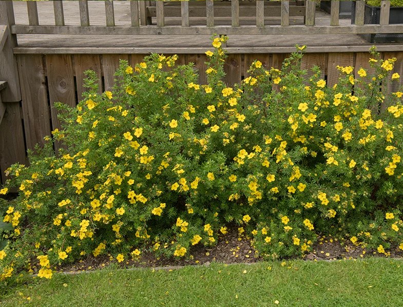 Potentilla Guide How to Grow & Care for “Shrubby Cinquefoil”