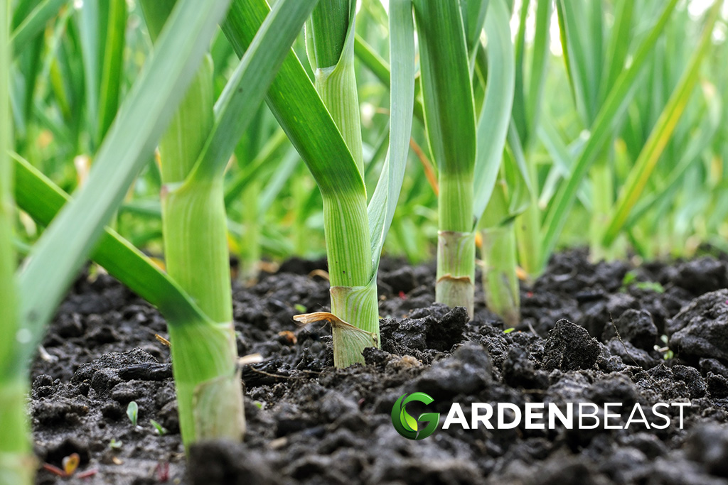 Garlic Companion Plants Best Options to Grow Alongside Garlic