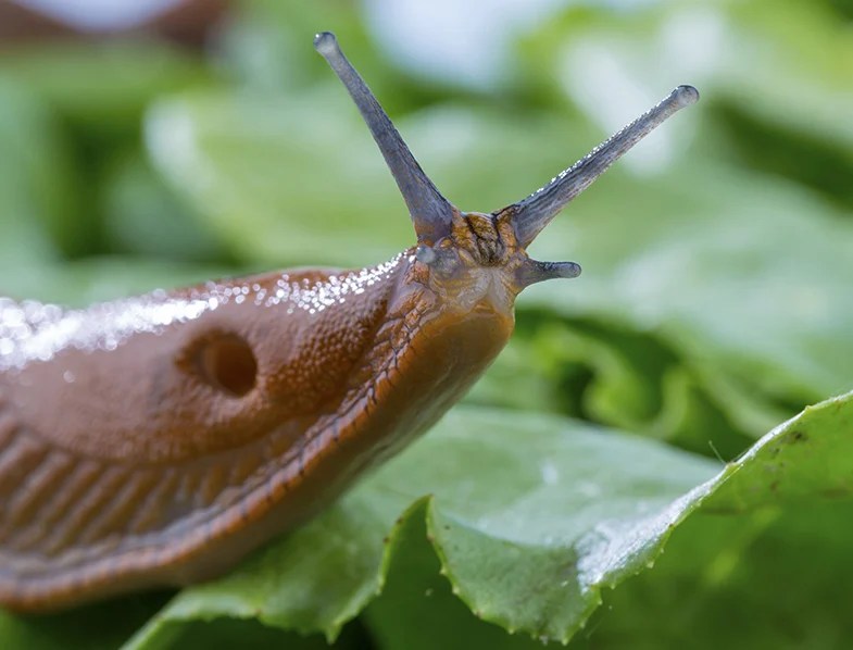 Are Garden Snails Dangerous Kids Put Down The Snails Australian