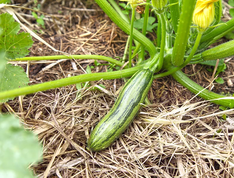 How to Plant & Grow Zucchini Complete Guide