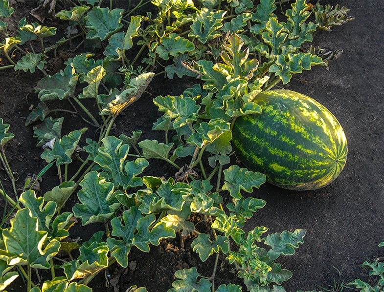 How to Plant & Grow Watermelon Complete Guide