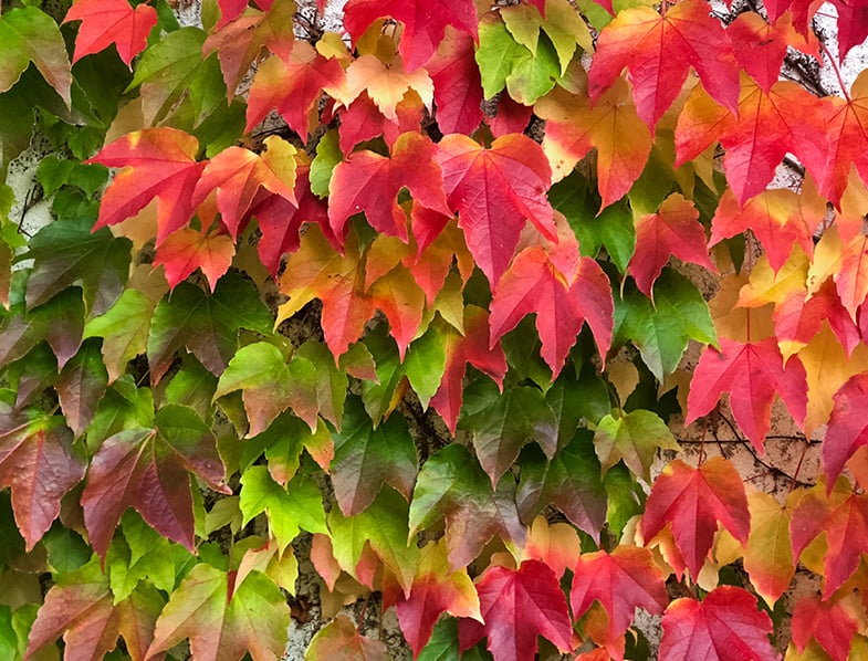 Boston Ivy Guide How to Grow & Care for “Parthenocissus Tricuspidata”