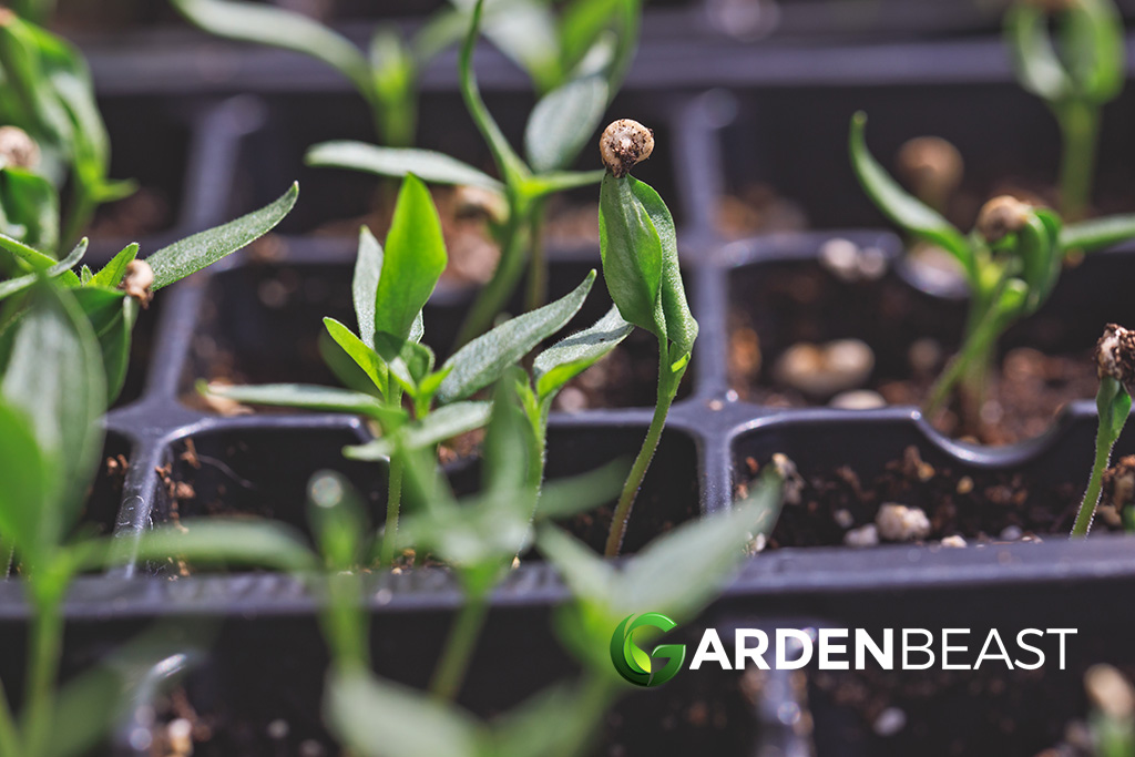 Best Seed Starter Kit Reviews 2024 Complete Buyer's Guide