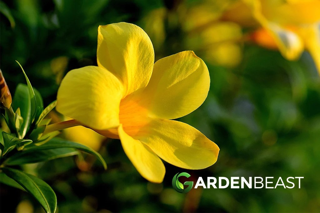Allamanda Guide How to Grow & Care for “Golden Trumpet”