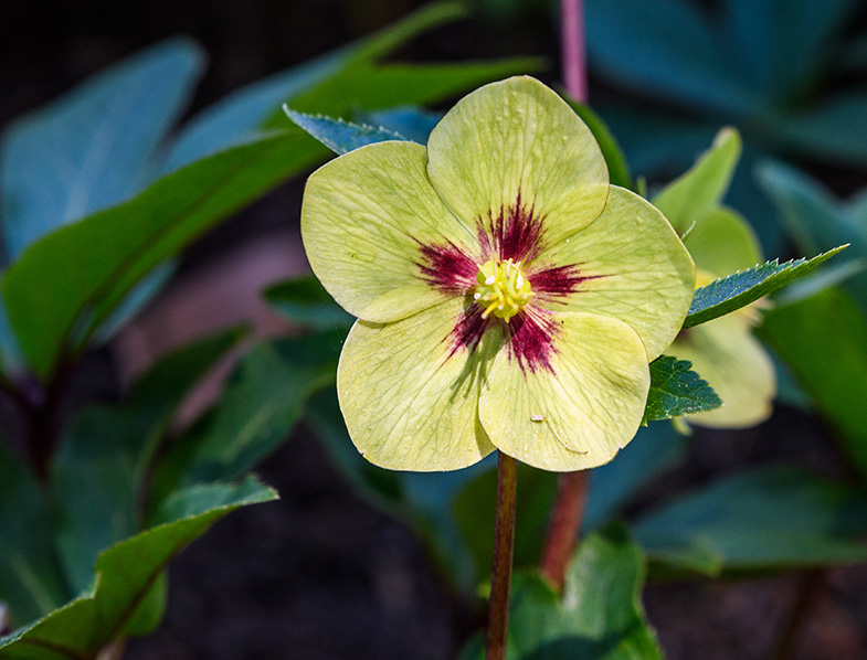 Hellebore Guide How to Grow & Care for “Helleborus”